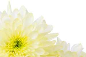 white-yelllow-flower.jpg