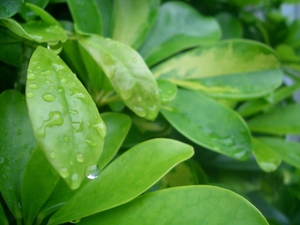 雨上がりの葉.jpg