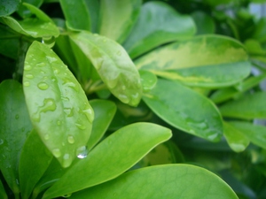 雨上がりの葉.jpg